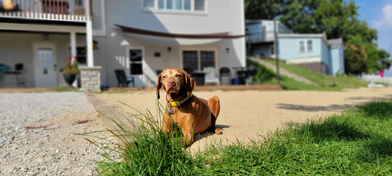Dog-friendly lakefront rentals at Petite Lake Resort on Chain O'Lakes