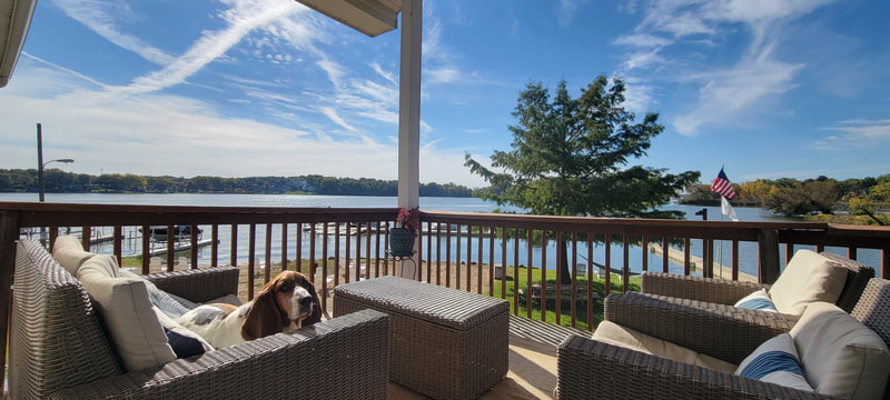Dog relaxing on cottage deck at Petite Lake Resort